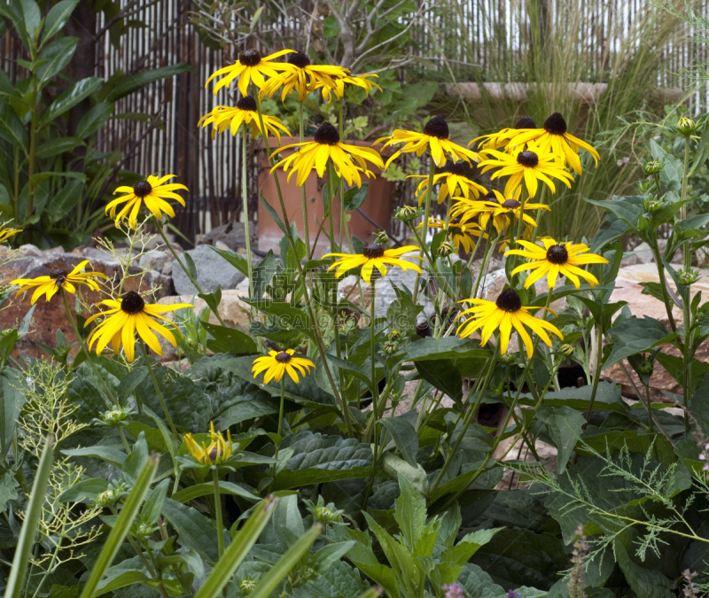 阔边遮阳帽,黄雏菊,草原黄锥菊,金花菊,植物,水平画幅,无人,黄色,德国,草本