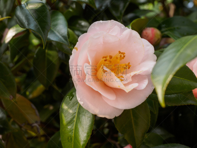 自然,温带的花,水平画幅,茶花,无人,雪花莲,红色,商业金融和工业,冬天,茉莉