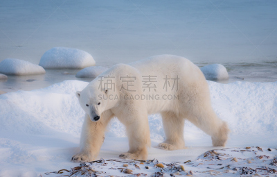 水,雪,丘吉尔镇,雄性动物,加拿大,北极熊,哈得森海湾,特写,步行,挨着
