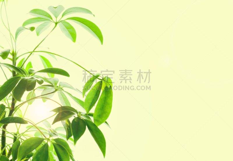 皇后伞树,支气管炎,哮喘,水平画幅,无人,室内植物,特写,植物,常绿树,植物学