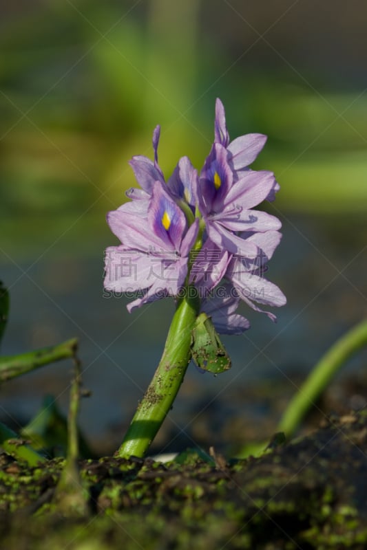 凤眼莲,花头,垂直画幅,美,水生植物,无人,沼泽,户外,湖,仅一朵花