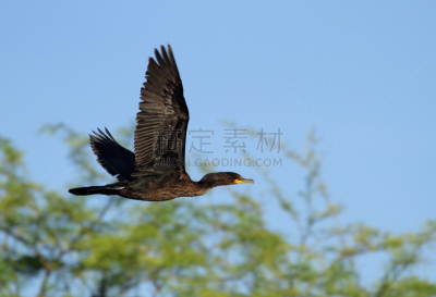 鸬鹚,自然,图像聚焦技术,选择对焦,天空,水平画幅,无人,蓝色,鸟类,半空中