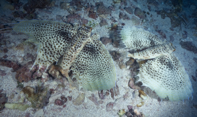 Sea Robin,塔西提岛,法国海外领土,野生动物,水平画幅,无人,蓝色,水下,野外动物,海洋
