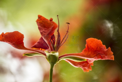仅一朵花,自然美,凤凰木,孔雀,自然,垂直画幅,美,无人,户外,奥赛罗