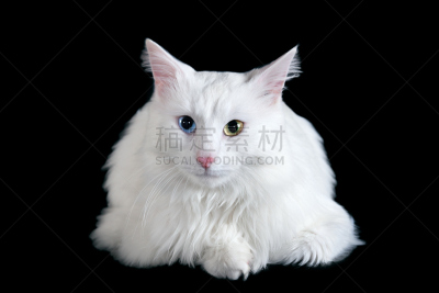 白色,毛绒绒,猫,自然美,动物眼睛,分离着色,反差,水平画幅,智慧,动物耳朵
