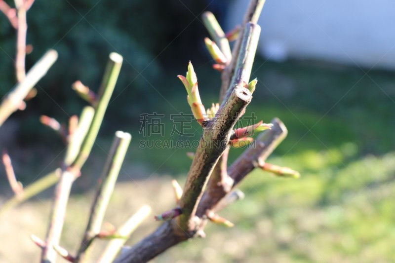 玫瑰,花蕾,法国,图像,蔷薇果,花朵,灌木,叶子,无人,皱叶蔷薇