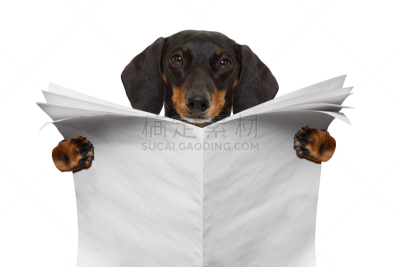 狗,留白,水平画幅,智慧,梗犬,爪子,动物身体部位,书页,干净