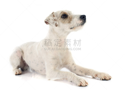 教区牧师,杰克拉瑟短腿犬,福克斯猎狐犬,水平画幅,梗犬,白色背景,背景分离,雄性动物,影棚拍摄,白色