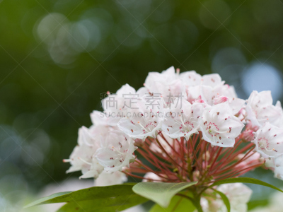 仅一朵花,花朵,美国山桂,杜鹃花属,花蕾,白色,水平画幅,无人,夏天,花头