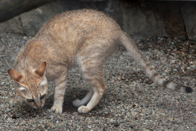 欧洲野猫,沙猫,野猫,食肉目,撒哈拉沙漠,野生猫科动物,水平画幅,无人,野外动物