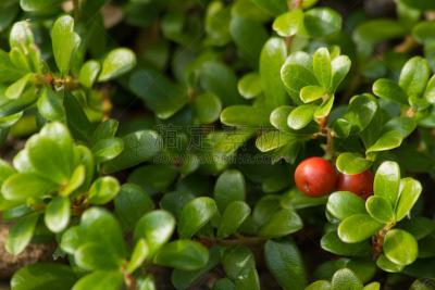 水果,石兰科常绿灌木,熊果,自然,水平画幅,绿色,无人,夏天,熊,草药