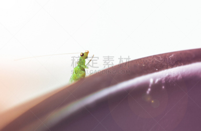 昆虫,早晨,绿色草蜻蛉,马克杯,水平画幅,螨,夏天,户外,生物学,草