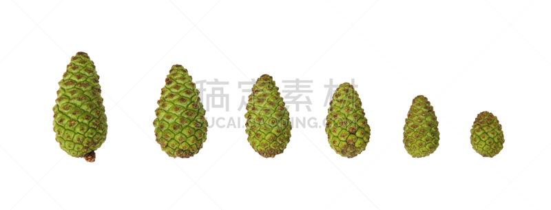 绿色,白色背景,松果,大量物体,分离着色,背景分离,椭圆形,水平画幅,枝繁叶茂