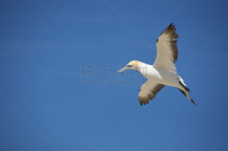 澳洲鲣鸟,天空,水平画幅,蓝色,鸟类,动物身体部位,新西兰北岛,户外,翅膀,岛