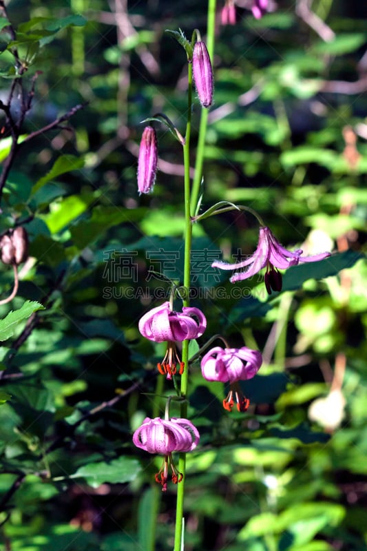 百合花,森林,前景聚焦,狭窄的,居住区,垂直画幅,美,褐色,野外动物,夏天