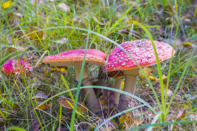 组物体,草,毒蘑菇,红松,自然,鸊鷉,水平画幅,秋天,无人,有毒生物体