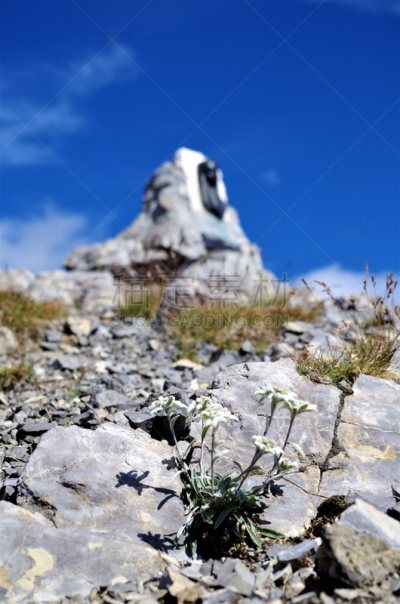 黛安娜公主,斯特尔,垂直画幅,火绒草,植物,宁静,无人,山顶,意大利,摄影