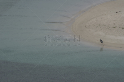 鸟类,南加里福尼亚,海滩,大蓝苍鹭,墨西哥,拉巴斯,水,水平画幅,沙子,无人