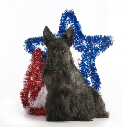 狗,垂直画幅,蓝色,梗犬,小狗,犬科的,苏格兰粗毛猎狐犬,红色,宠物