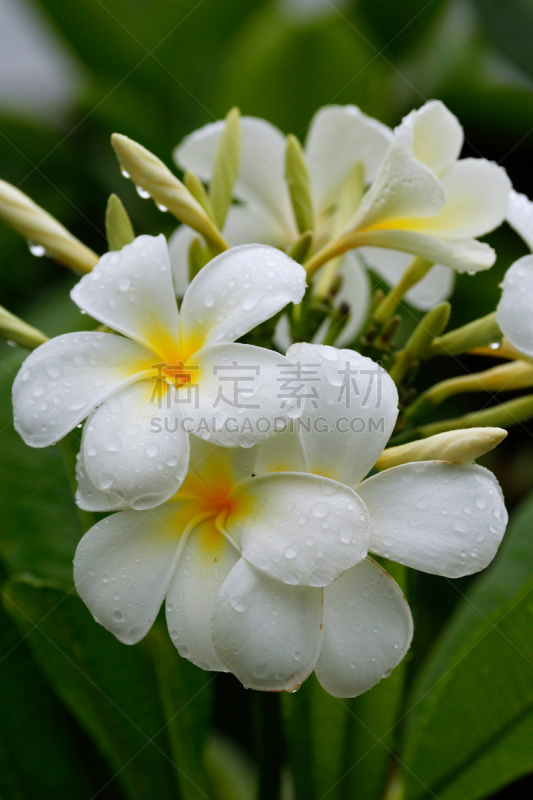 赤素馨花,水滴,仅一朵花,水彩画颜料,白色,瓦瓦乌,汤加,垂直画幅,无人,符号