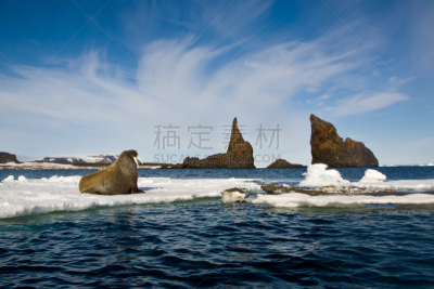 海象,弗朗兹约瑟夫,冰川,平衡折角灯,大西洋海象,2006年,浮冰,天空,留白,水平画幅