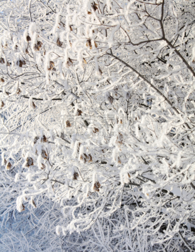 冻结的,枫树的翅果,垂直画幅,雪,无人,早晨,户外,图像,白色,植物