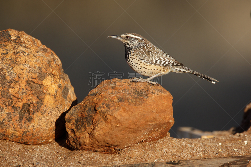 cactus wren,自然,野生动物,美国,水平画幅,无人,鸟类,北,美洲,北美歌雀