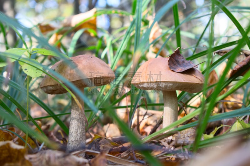 森林,美味牛肝菌,菌丝,植物叶柄,胡椒牛肝菌,porcini mushroom,褐色,水平画幅,素食,苔藓