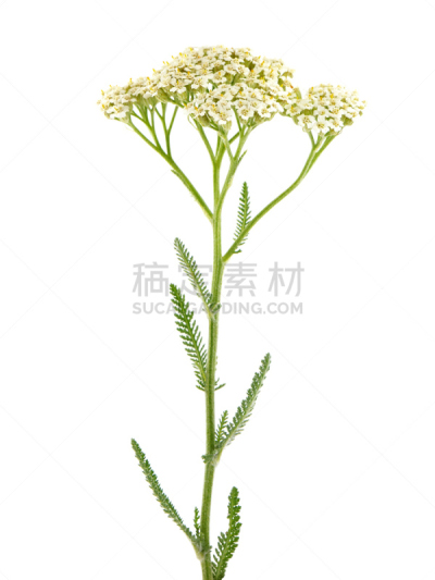 西洋蓍草,花序,垂直画幅,草地,无人,植物茎,植物,雏菊族,枝,植物学