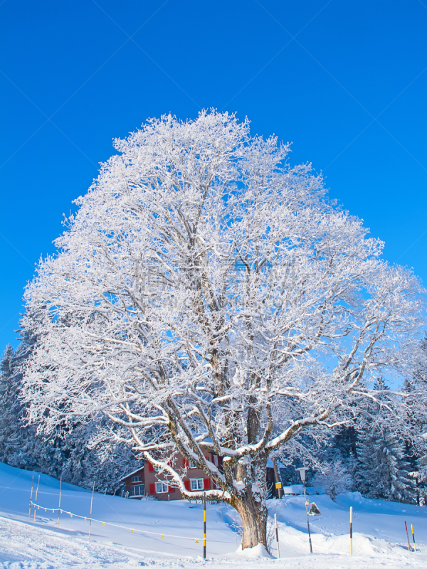 滑雪坡,垂直画幅,山,雪,无人,树林,瑞士阿尔卑斯山,白色,冬天,阿尔卑斯山脉