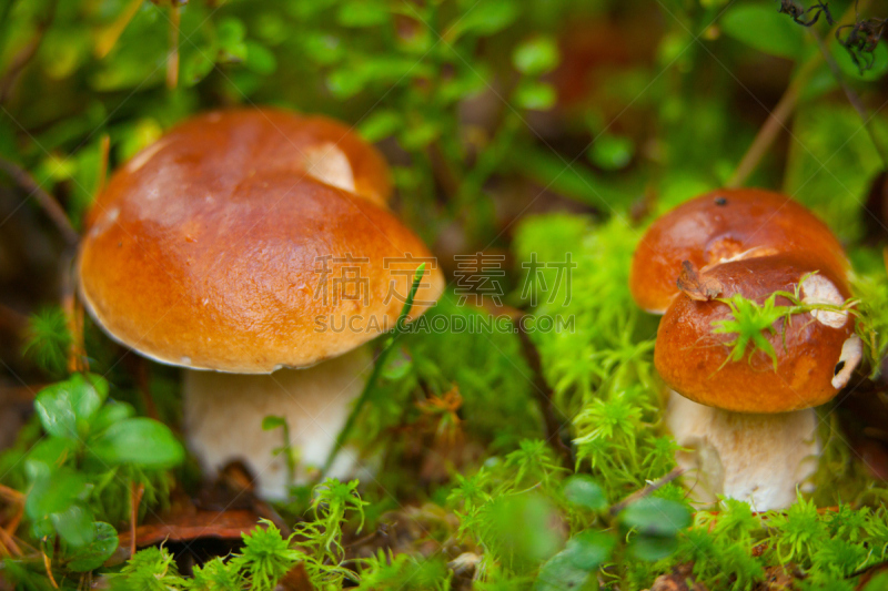 牛肝菌,森林,自然美,草菇,羊肚菌,柳叶,橡树叶,绿色背景,美,水平画幅