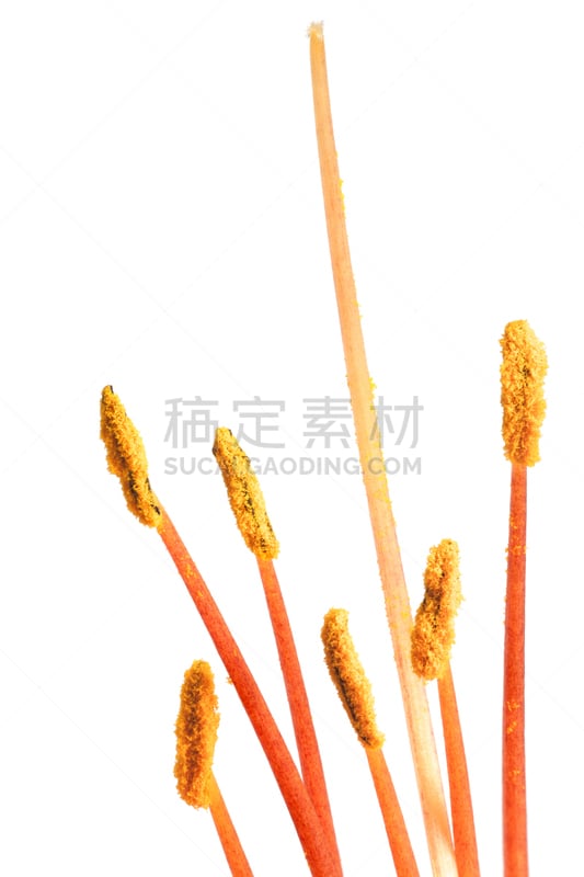 植物群,花被,心皮,自然,垂直画幅,美,雄蕊,白色背景,生物学,背景分离