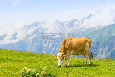 田地,土耳其,阿尔特温,高原牛,夏天,草,北美,松科,大农场,牛奶