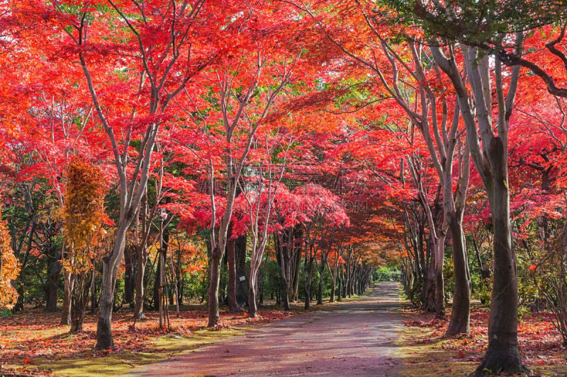 札幌,日本,北海道,枫树,户外,天空,自然,黄色,红色,季节