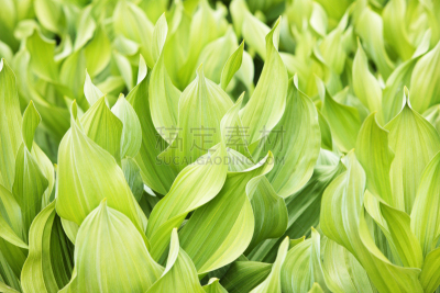 枝繁叶茂,春侧金盏花,植物,叶子,自然,植物类型,美国,水平画幅,绿色,植物的组成部分