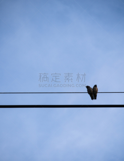 卷尾猴,点画效果,加尔各答,肉豆蔻,动物的鳞,雀科,垂直画幅,褐色,鸟类,动物身体部位