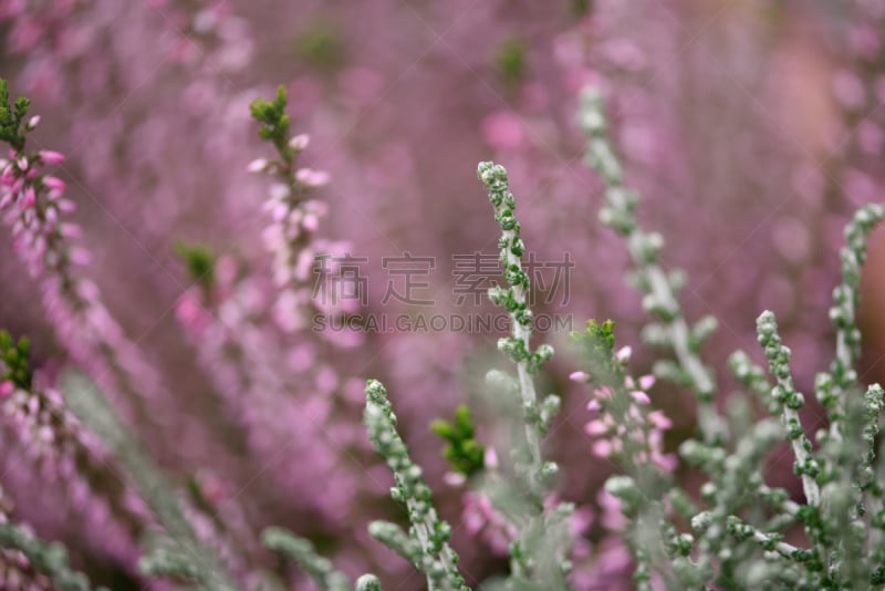 植物,冬天,石南科灌木,绿色,银色,石南花,自然界的状态,环境,乡村风格,背景