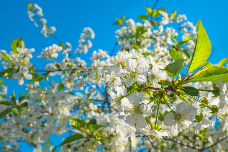 春天,背景,天空,自然,花朵,桃,蓝色,枝,花,树