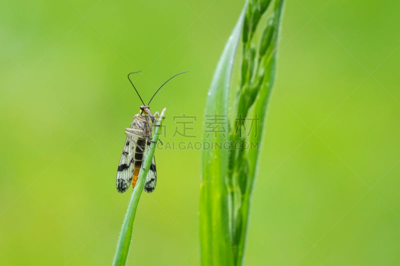 多分支结构,鹭管鱼,举尾虫,lacewing,蚱蜢,天牛,叶猴,海藻灰,北极,甲虫