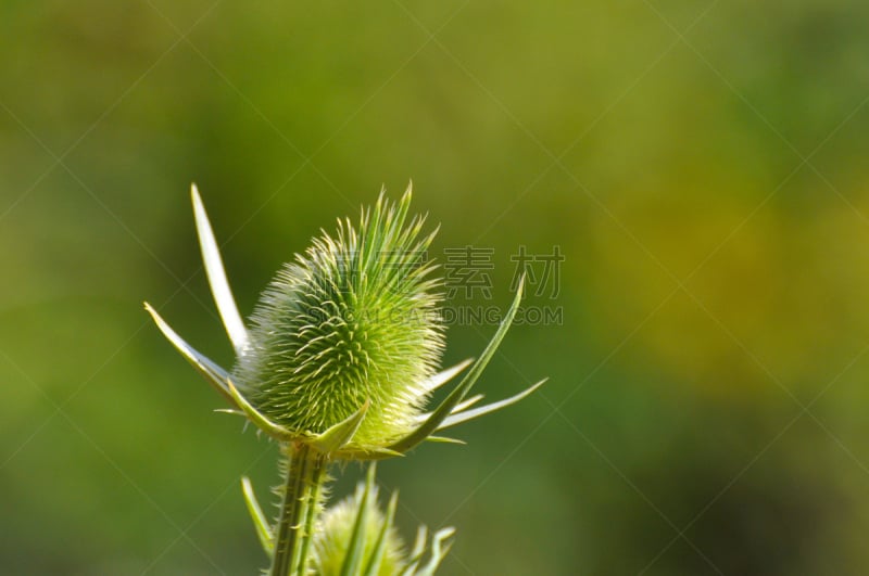 起绒草,自然,背景,平衡折角灯,德文郡,蓟,荆棘,自然荒野区,野花,水平画幅