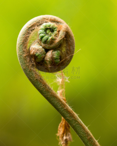 Fern