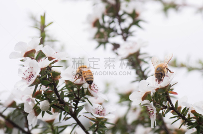 蜜蜂,药,蜂蜜,麦卢卡树,社会保险,公亩,新的,水平画幅,无人,薄子木属