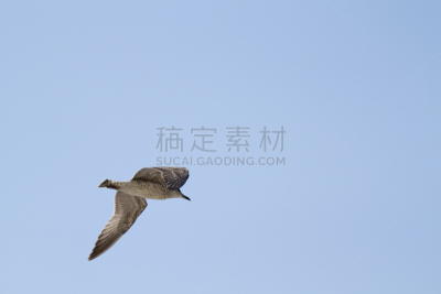 海鸥,北极鸥,绿灰色翼海鸥,蹼足,天空,风,水平画幅,无人,鸟类,动物身体部位