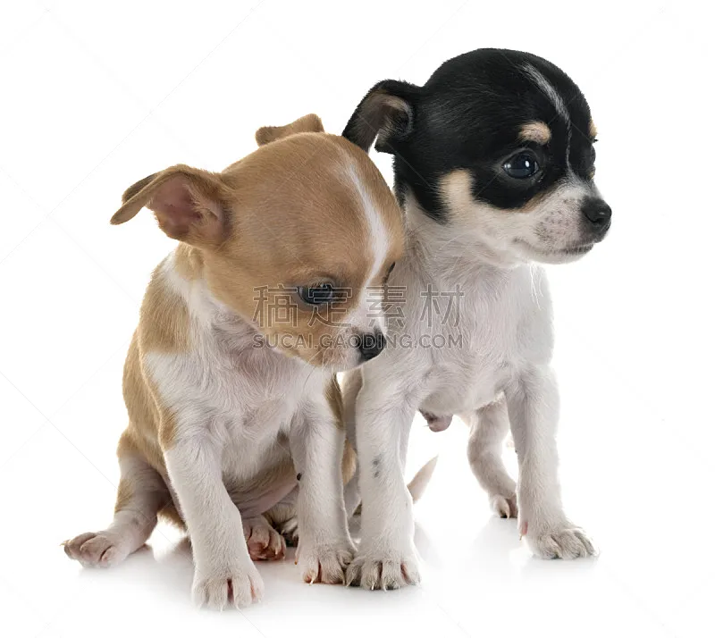 小的 宠物 纯种犬 背景分离 法国 图像 狗 哈巴狗 动物图片素材下载 稿定素材