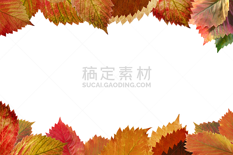 边框,叶子,秋天,褐色,水平画幅,无人,符号,特写,白色