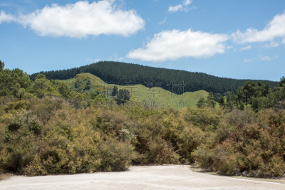 松林,纹理效果,山脊,云,松树,植物,自然荒野区,矿物质,户外,lake taupo