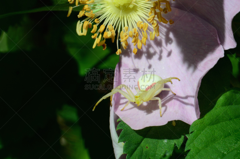 秋麒麟草属,蟹蛛,水平画幅,阿尔伯塔省,无人,蜘蛛,野玫瑰,昆虫,等,摄影