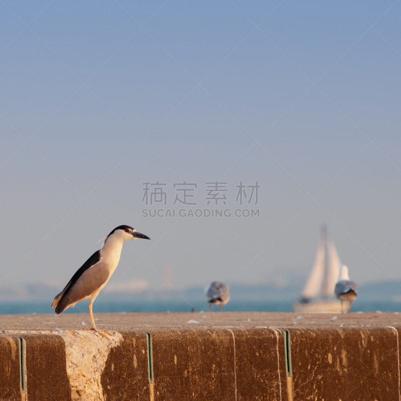 布莱克冠夜鹭,黑头苍鹭,自然,水,野生动物,美国,鸟类,动物身体部位,野外动物,夏天