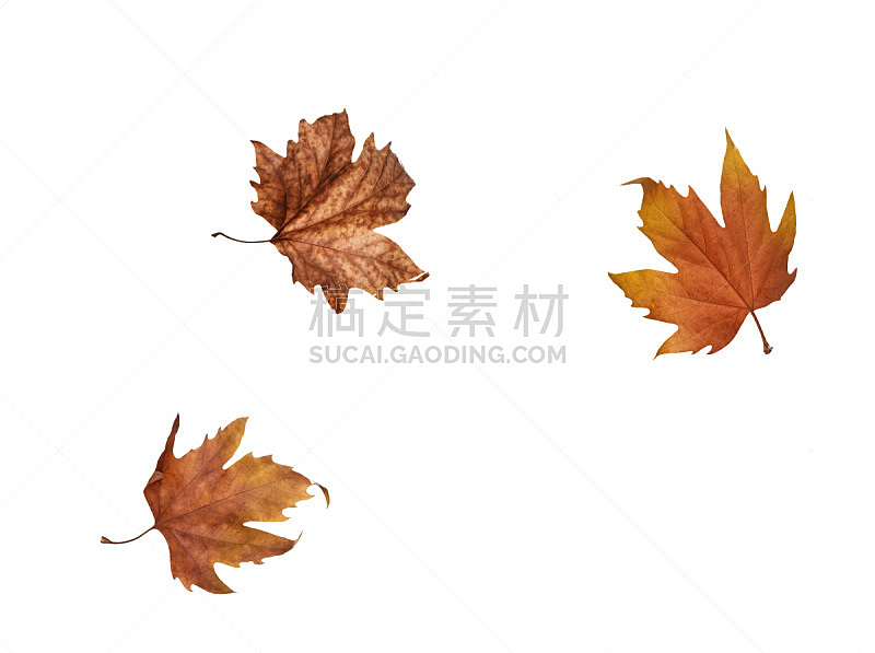 秋天,白色背景,分离着色,抽象拼贴画,枫叶,美,褐色,边框,水平画幅,无人