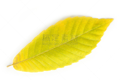秋天,叶子,特写,白色背景,九月,十月,边框,色彩鲜艳,植物,纹理